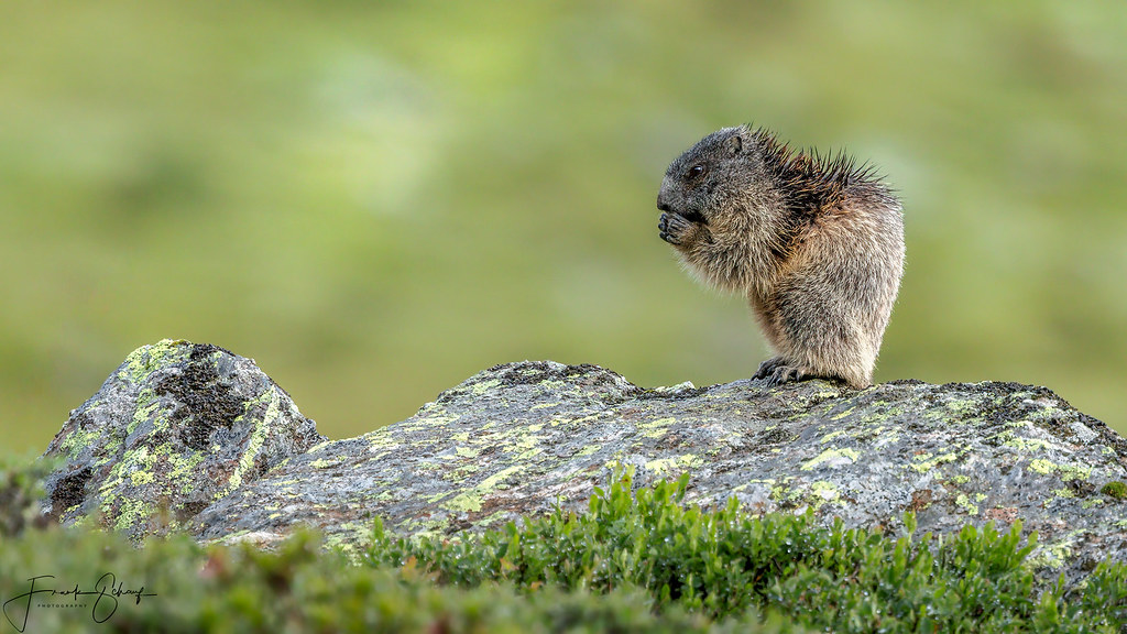 Alpine Marmot | Alpenmurmeltier (Marmota marmota) Fam. Hörnc… | Flickr