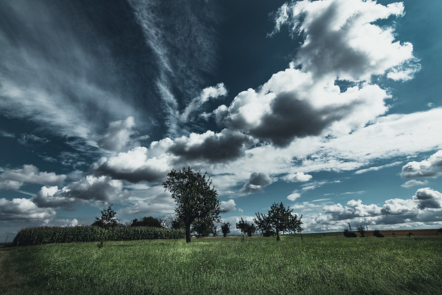 field,trees and clouds