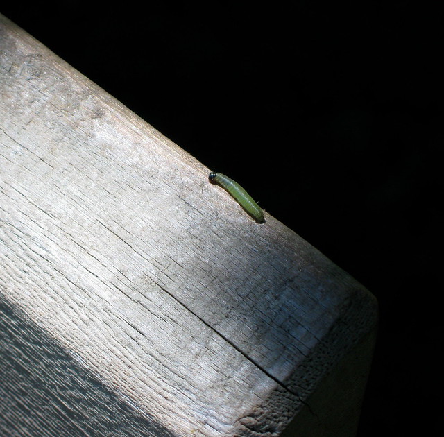 Grüne Raupe - green caterpillar