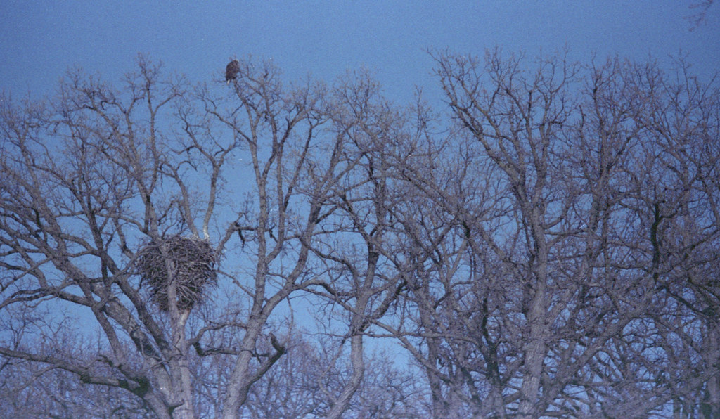 Eagle Nest (De Pere, Wisconsin)