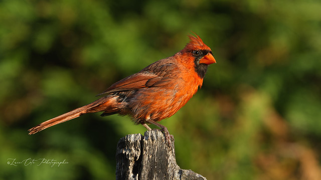Northern Cardinal / Cardinal Rouge (M)
