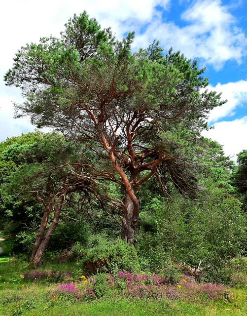 Spruce by Webber's Post, Horner Hill, Exmoor