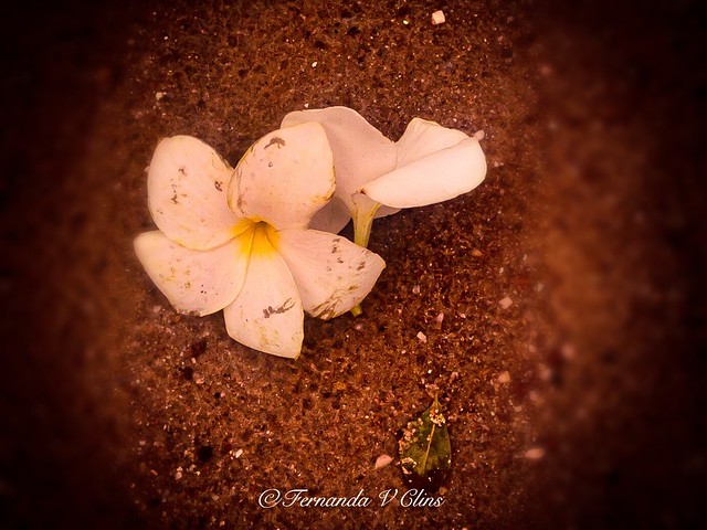 264- Flores na areia do mar( flowers in the sand of the sea)