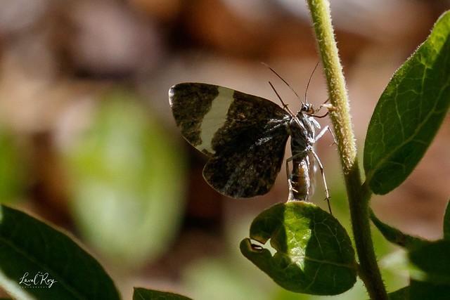 Trichodezia albovittata / white-striped black moth