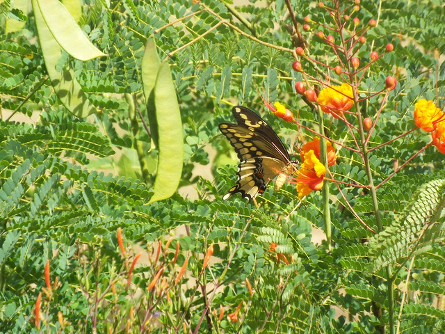 Giant Swallowtail, Berry Springs Preserve and Park, Williamson County, Texas, August 28, 2021