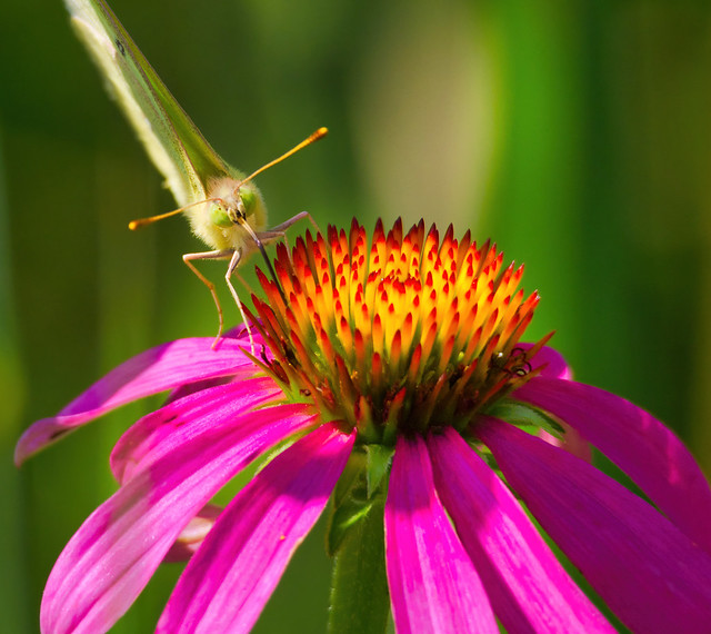 Clouded Yellow on Coneflower