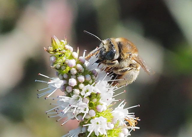 Tetraloniella cf pollinosa femelle