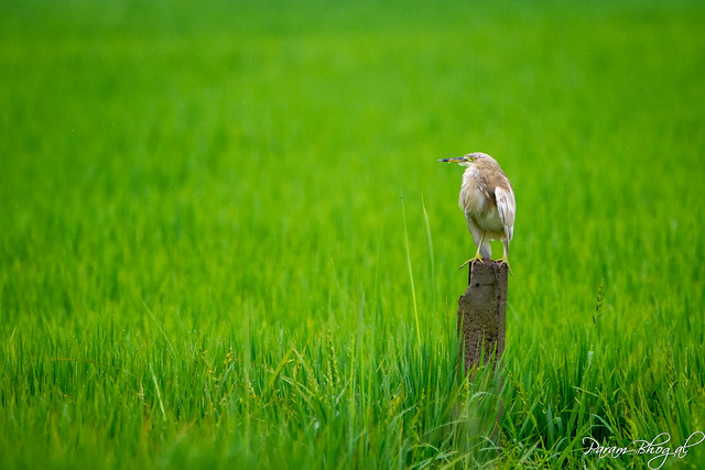 Paddybird in a Paddy Field - I (PB2_5504)