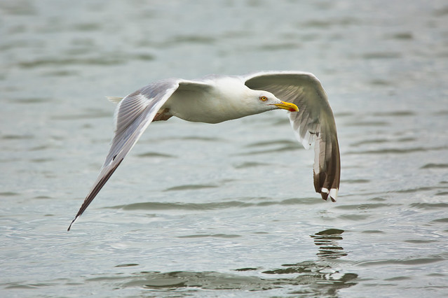 Silbermöwe im Tiefflug / Herring Gull in low level flight