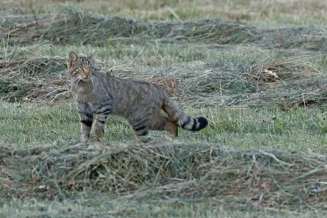 Chat sauvage d'Europe - European Wildcat