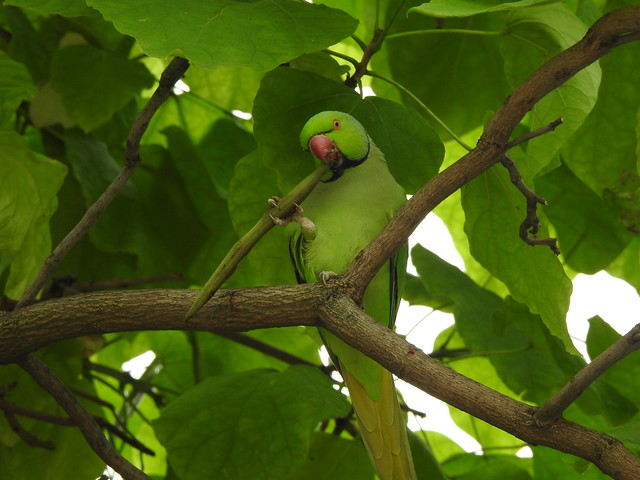 Ring-necked parakeet eating fruit of indian bean tree Paris