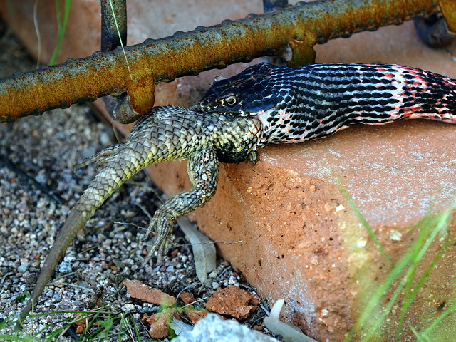 Coachwhip eating a Desert Spiny lizard.
