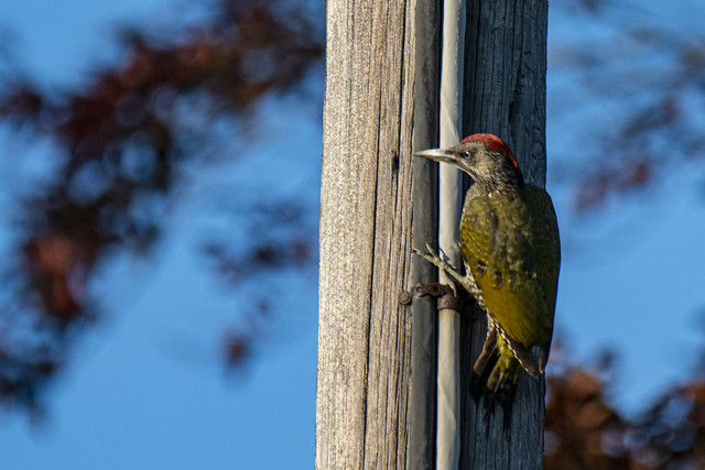 Green Woodpecker / Grønnspett