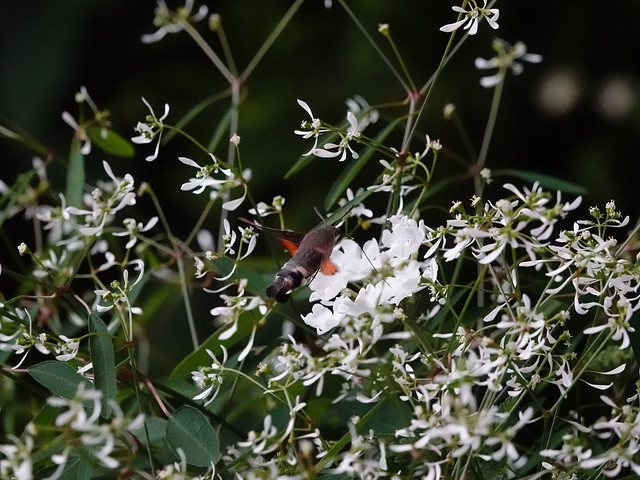 Hummingbird Hawk Moth / Taubenschwänzchen / Kolibrieflinder