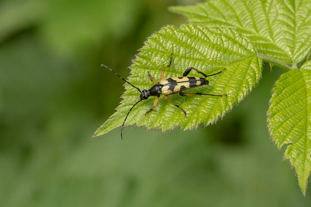 Black-and-Yellow Longhorn Beetle