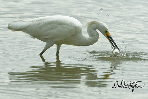 Snowy Egret Catches Small Fish | by dcstep