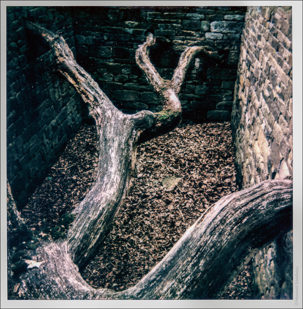 Andy Goldsworthy | Hanging Trees