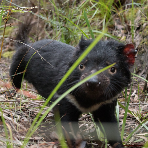 Tasmanian devil (Sarcophilus harrisii) | by Scott Macor