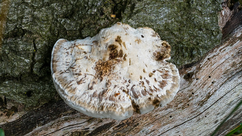 Oak mazegill on a log, Bantock Park