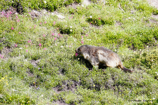 La marmotte et la fleur (Maurienne, Savoie)