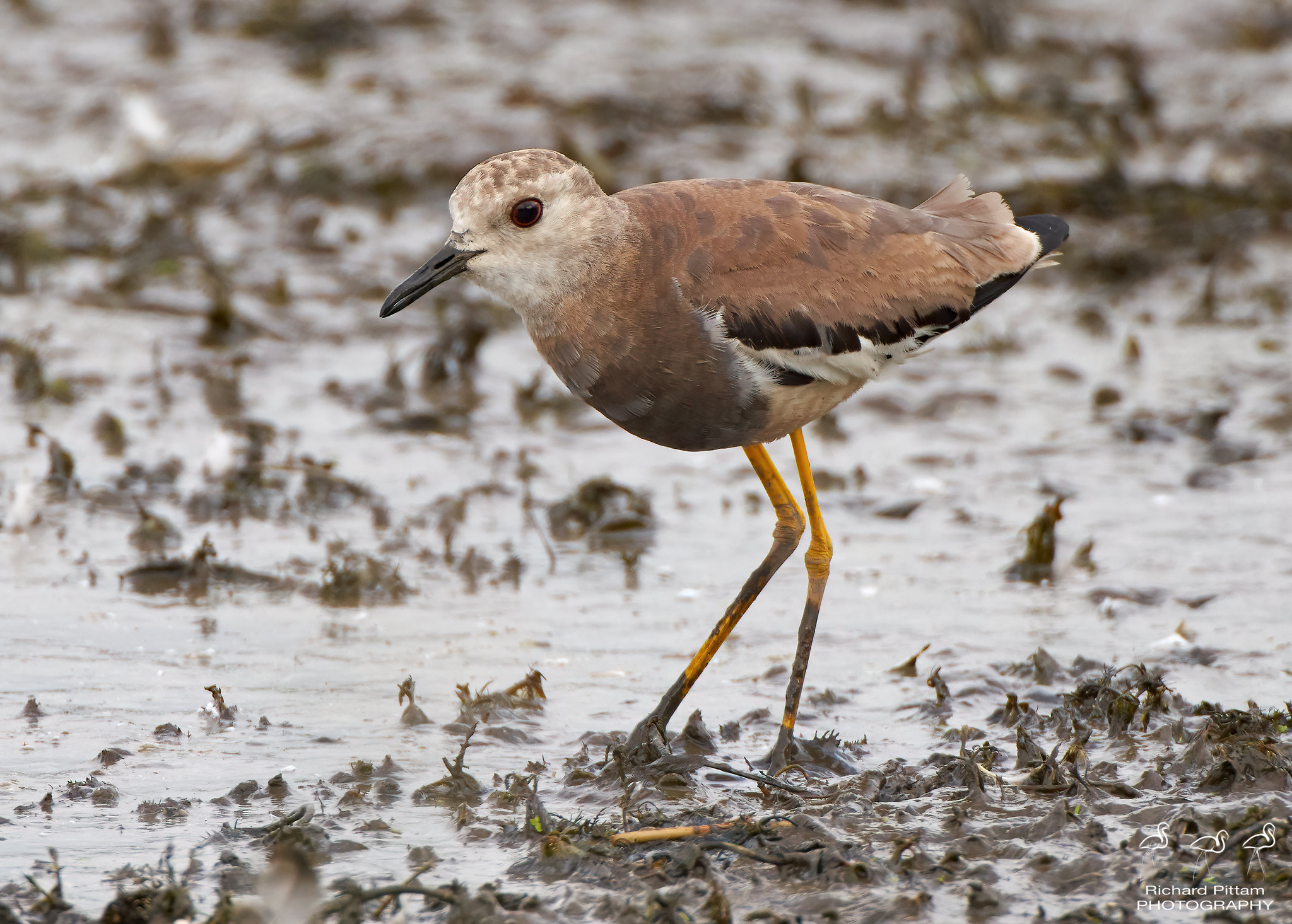 White-winged Plover