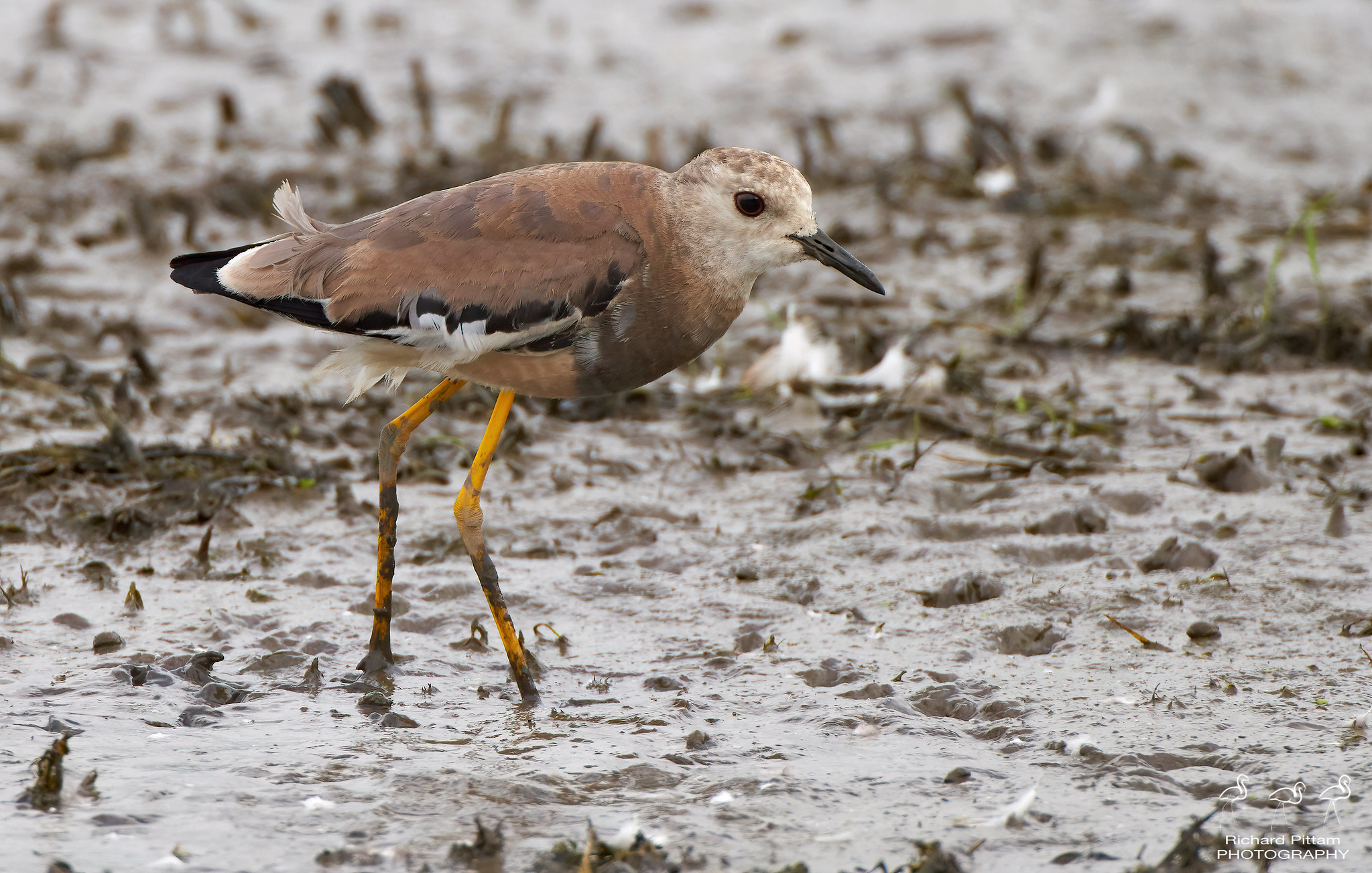 White-winged Plover