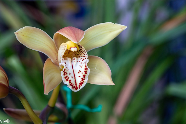 Season's first pretty Cymbidium orchid from our garden