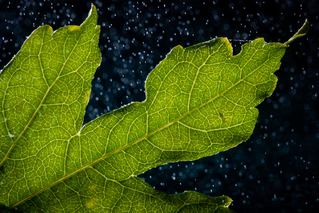 Leaf and waterdrops - My entry for todays 