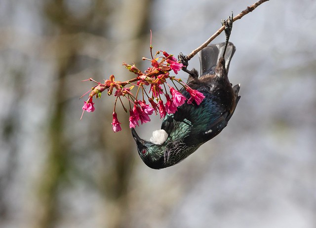 Tui feeding on spring blossoms