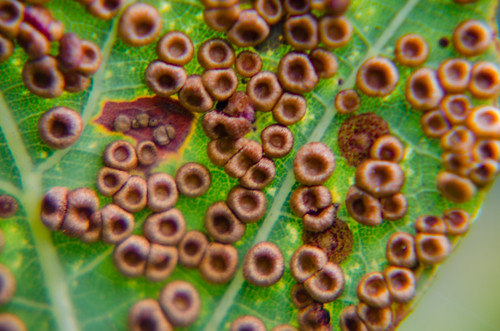 Silk button spangle gall wasp galls under an oak leaf