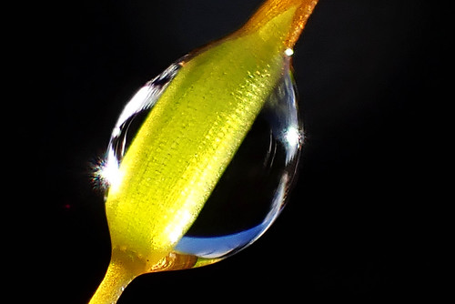 Moss seed bubble | by Julie Camera Vause. NZ