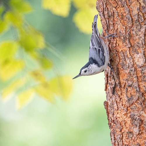 White-breasted Nuthatch | by DaveSticker