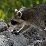 Raccoon 4784