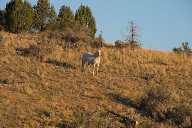 Wild Horses ~ East Nevada
