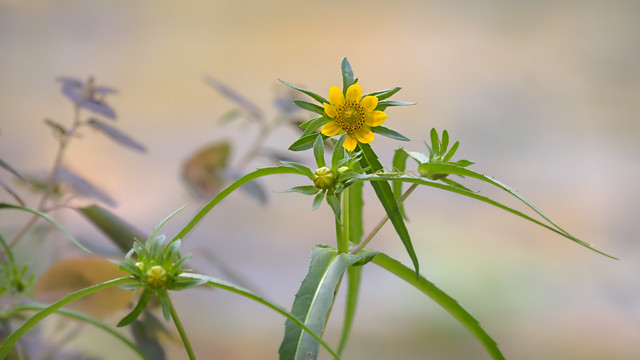 Héliantus Soleil vivace ( Topinanbourg ? )  tournesol des bois ---  Woodland sunflower Jerusalem artichoke (Helianthus tuberosus)  --  Girasol del bosque tupinambo, topinambur, pataca