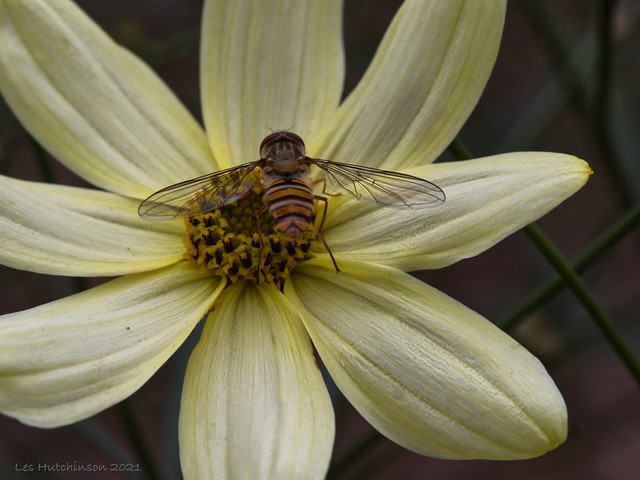 2021 08 20 - coreopsis with beastie