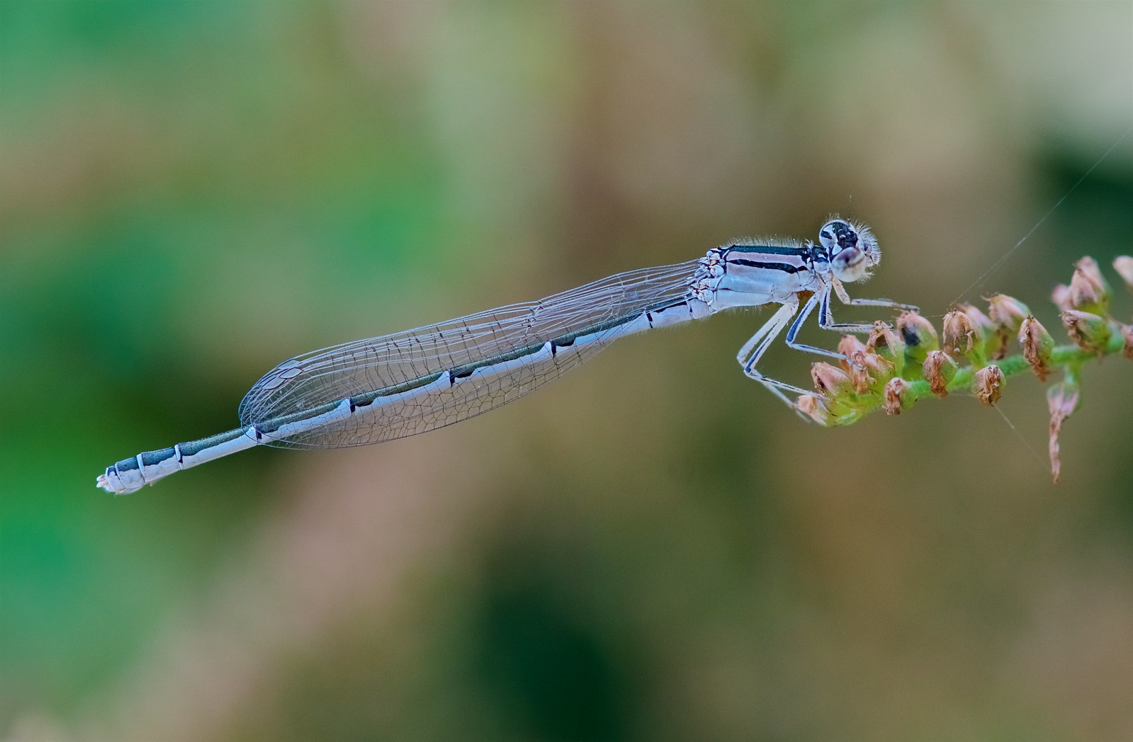Damselfly at Rest