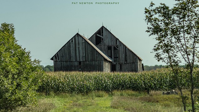THE CORN BY THE OLD BARN