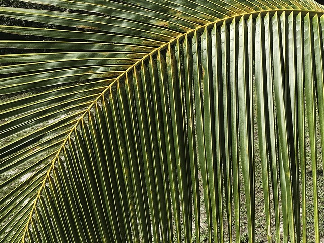 Coconut Frond