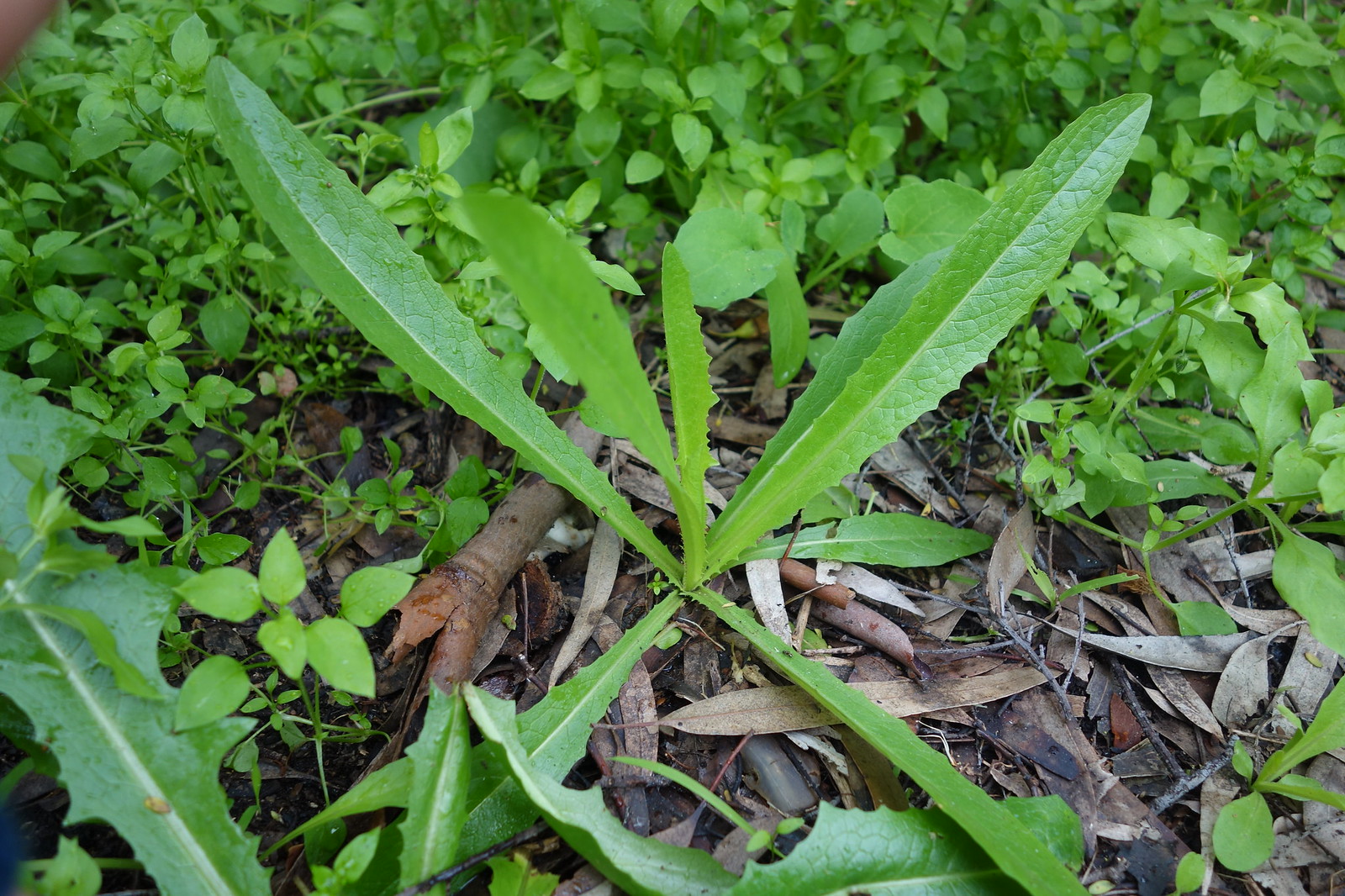 wild lettuce (Lactuca serriola)