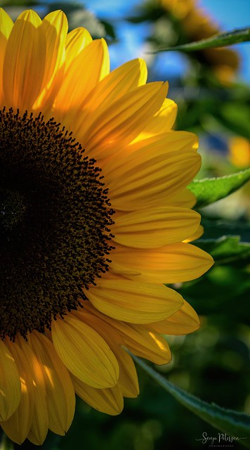 Lakeland Flowers (Sunflowers) Abbotsford
