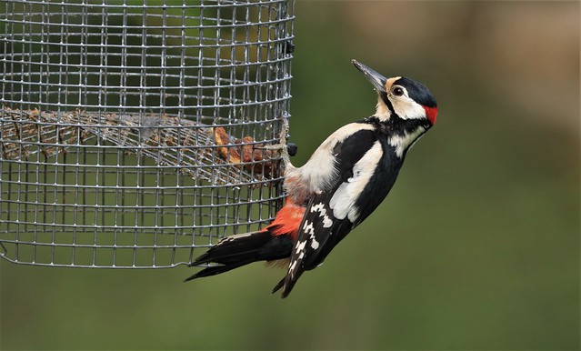 Great Spotted Woodpecker      (Dendrocopos major)