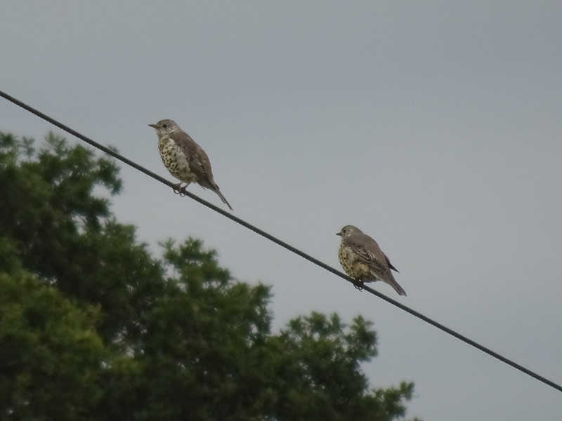 Mistle Thrushes on the power lines