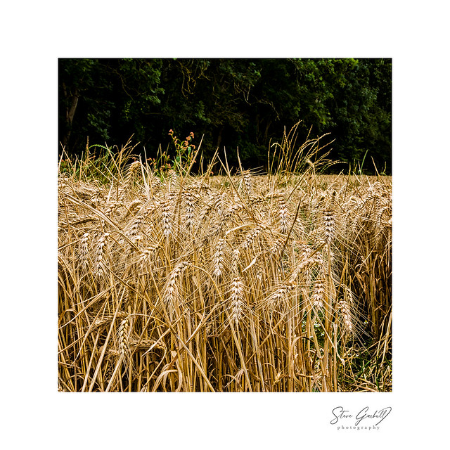 Wheat at Badbury Clump.