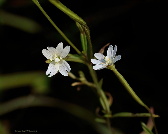Linear-leaf Willowherb - Epilobium leptophyllum -  Onagraceae: Evening-primrose family