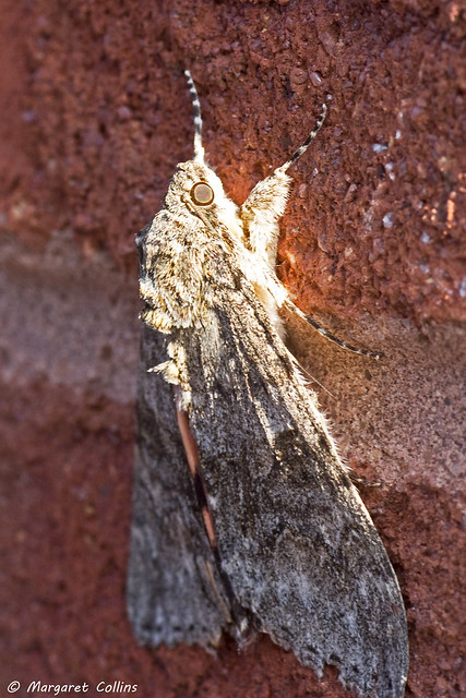 Red Underwing Moth 3 - Catocala nupta