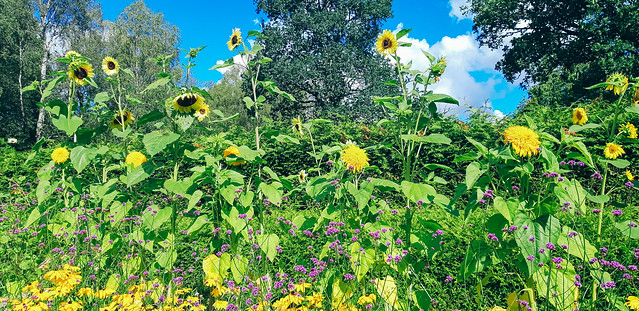 Sunflowers in Rottneros Park (August 6, 2021)