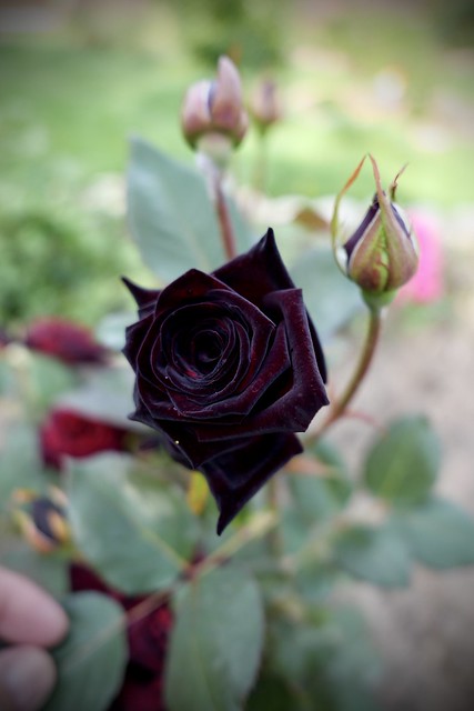 The Black Prince, roses, garden