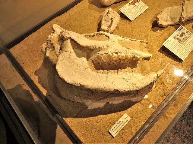 Rhinoceras skull from the Oligocene 1386