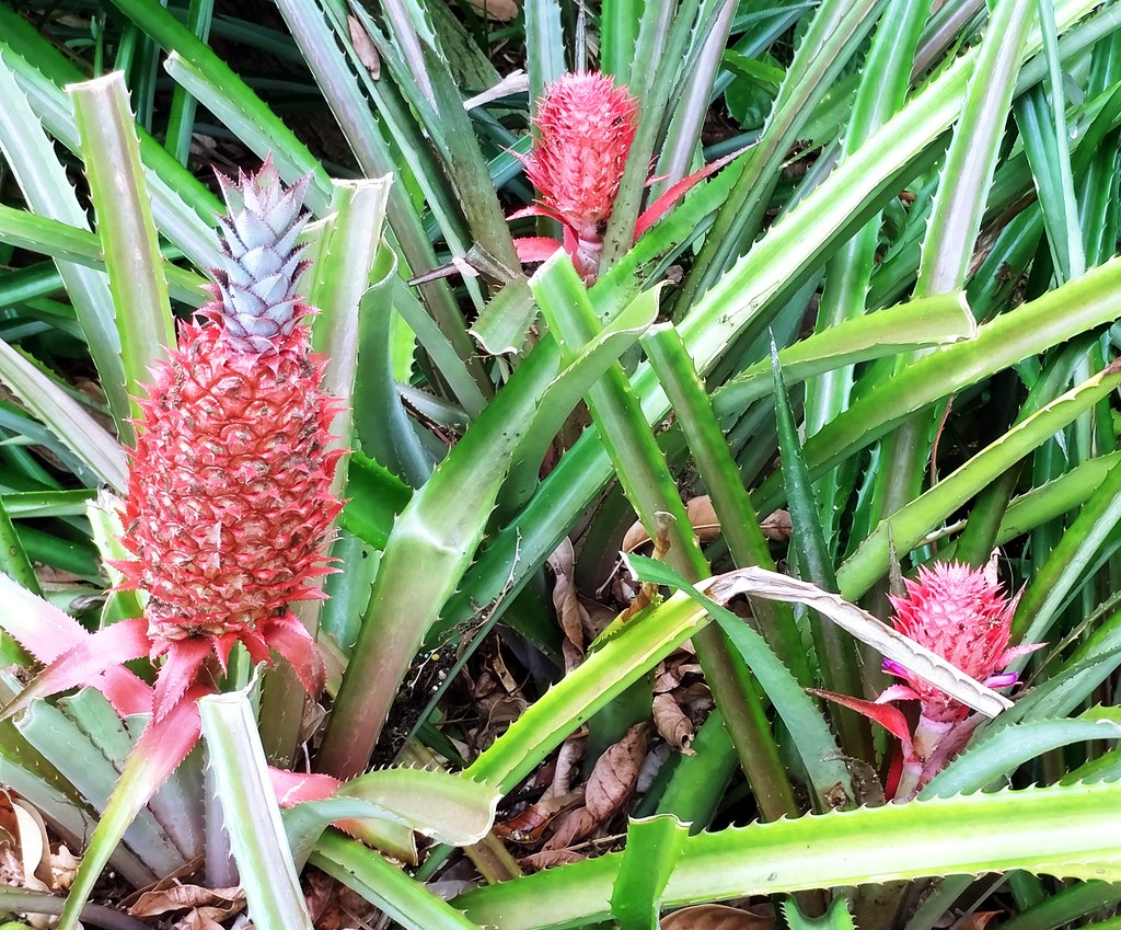 Pineapple #23: RED ORNAMENTAL
